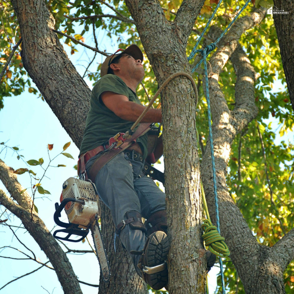 A professional using safety gear to trim tall trees, showing tree maintenance as part of valuable landscaping work.