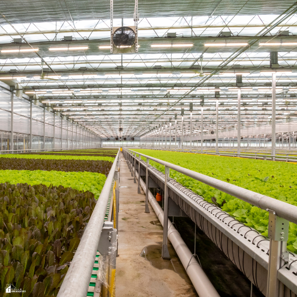 Indoor hydroponic greenhouse with rows of leafy greens growing in a climate-controlled structure built for sustainable commercial food production.
