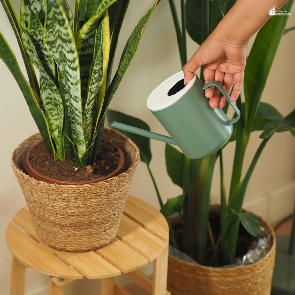 A person waters indoor plants, showing the care routine that supports creating a lush, thriving indoor oasis at home.