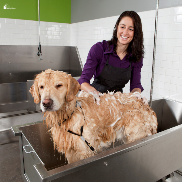 Person bathing a large dog in a sturdy wash station, showing a durable setup designed for easy cleaning and long-term use.