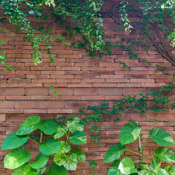 Climbing plants growing along a brick wall, illustrating natural vertical gardening for a living wall design.