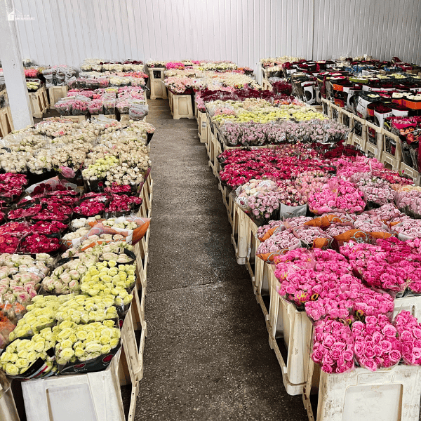 Large indoor space filled with rows of flower crates, displaying assorted roses and blooms in bulk quantities for sale.