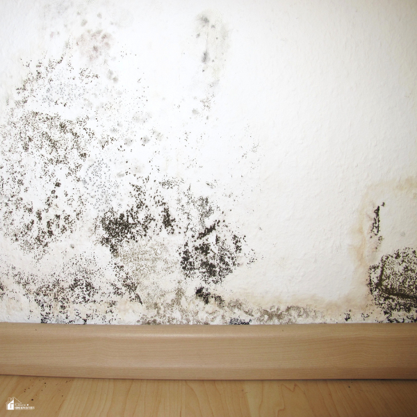 Wall with mold growth and staining near the baseboard showing signs of water damage and excess moisture buildup.