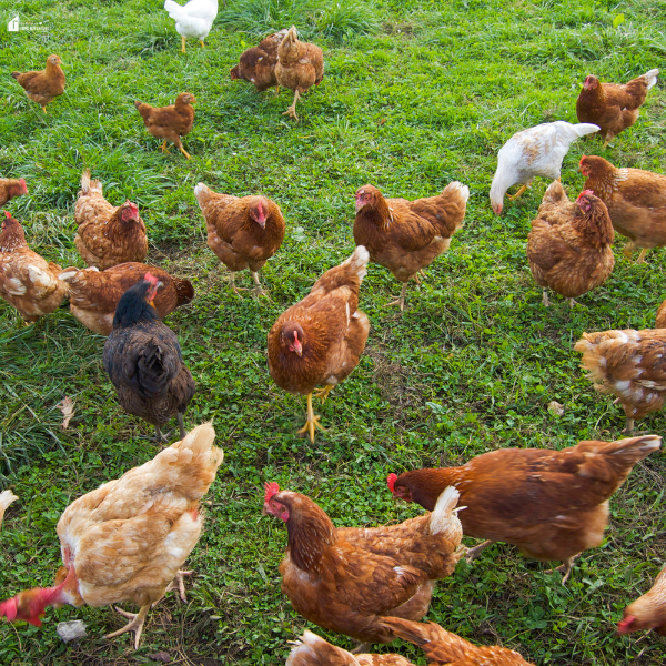 Flock of backyard chickens walking and pecking through green grass, illustrating free-range hens and daily care involved in raising chickens at home.