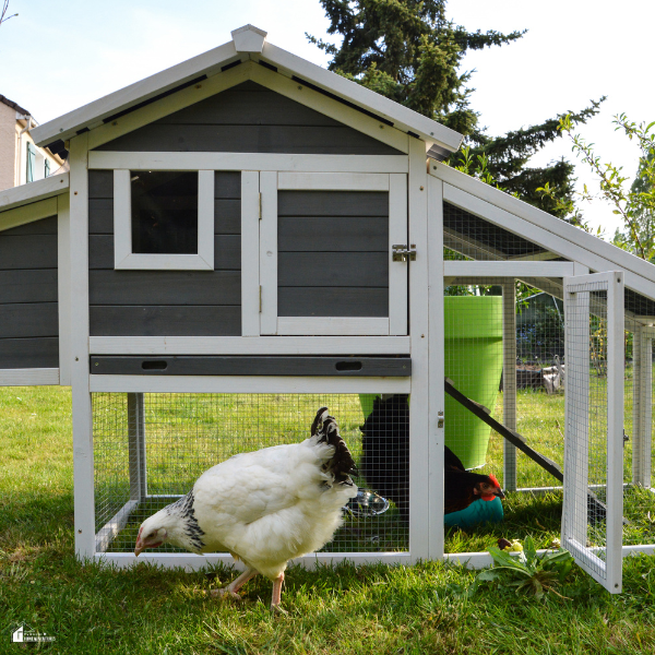 Small backyard chicken coop with hens walking in the grass nearby, showing the type of housing and outdoor space needed for keeping chickens.