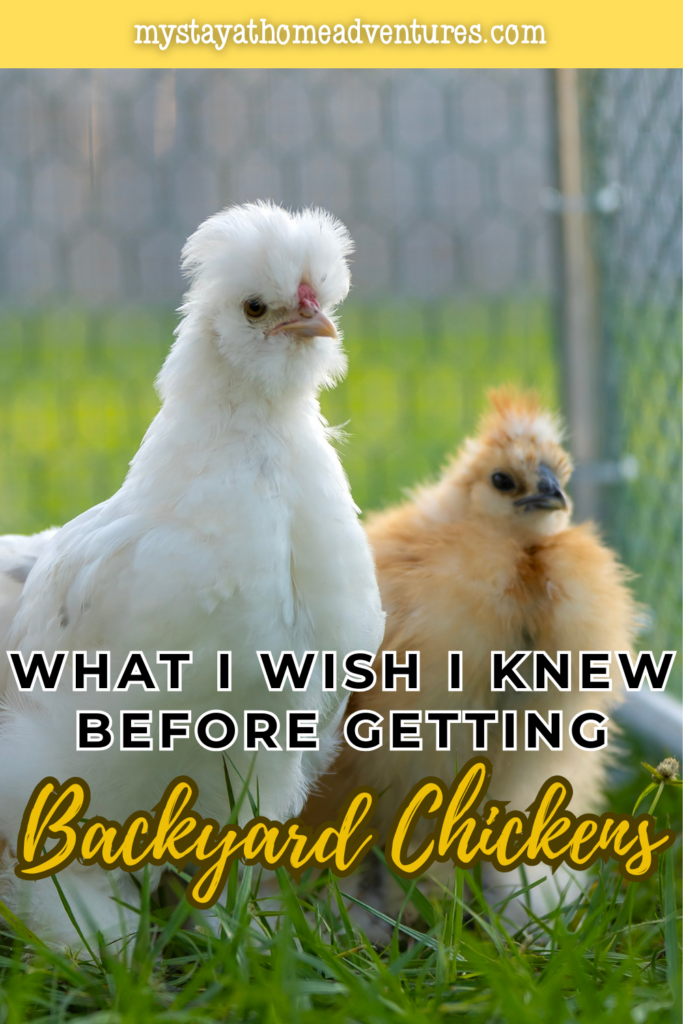 Two fluffy chickens standing in a grassy yard, representing beginner backyard poultry and the experience of raising chickens for eggs at home.