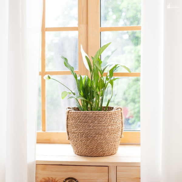 Indoor plant in a woven basket placed by a bright window, adding a natural touch to a home interior upgrade.