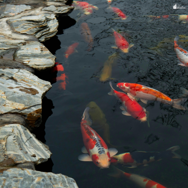 Koi fish swimming in clear pond water near rocks, highlighting healthy aquatic life in a balanced pond environment.