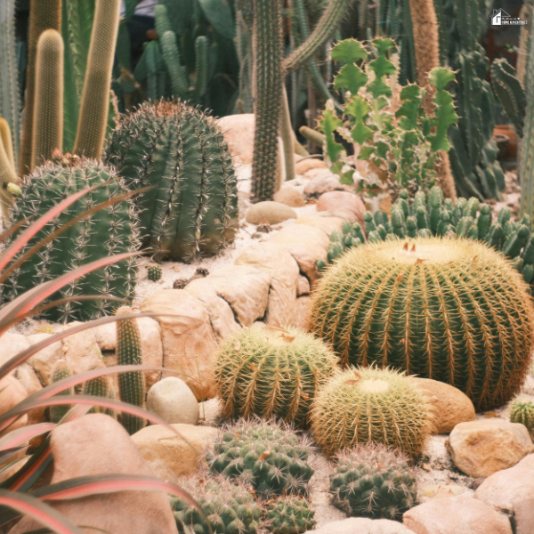 A drought tolerant landscaping design with various cacti, succulents, and decorative rocks arranged in a dry garden setting.