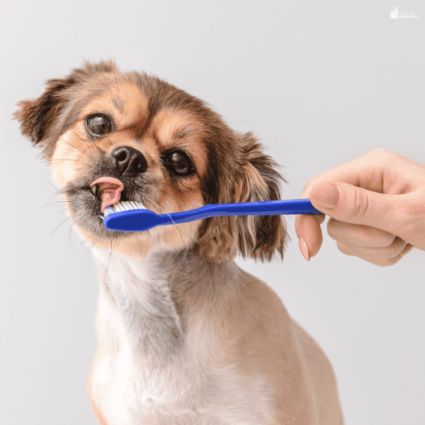Small dog having its teeth brushed during an easy at-home pet dental care routine for healthier gums and cleaner teeth.