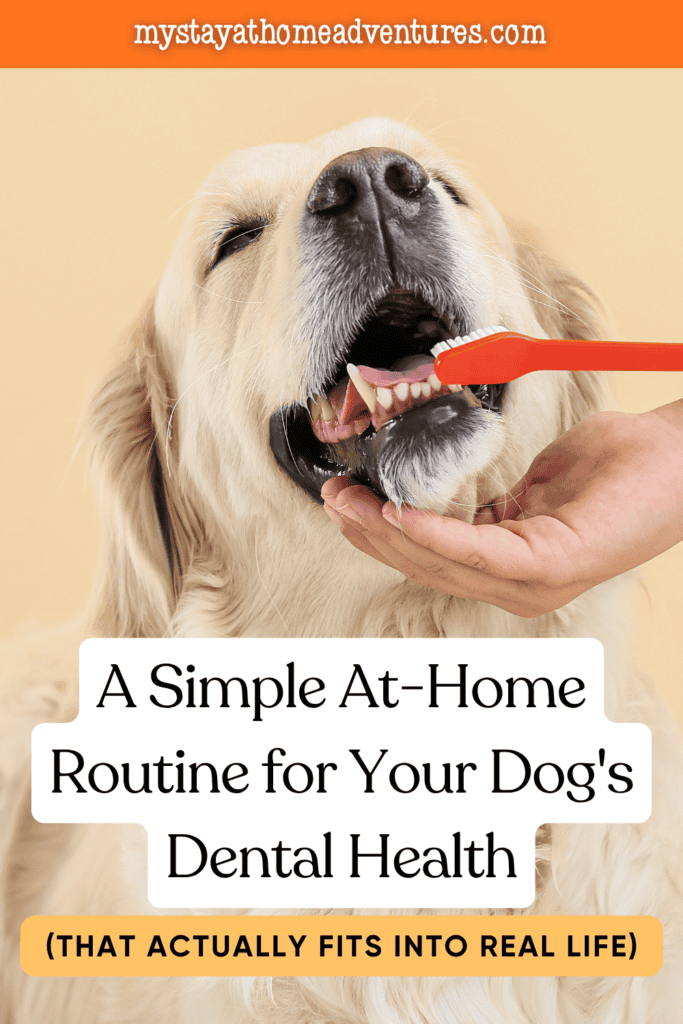 Golden retriever getting its teeth brushed as part of a simple daily dog dental care routine at home.