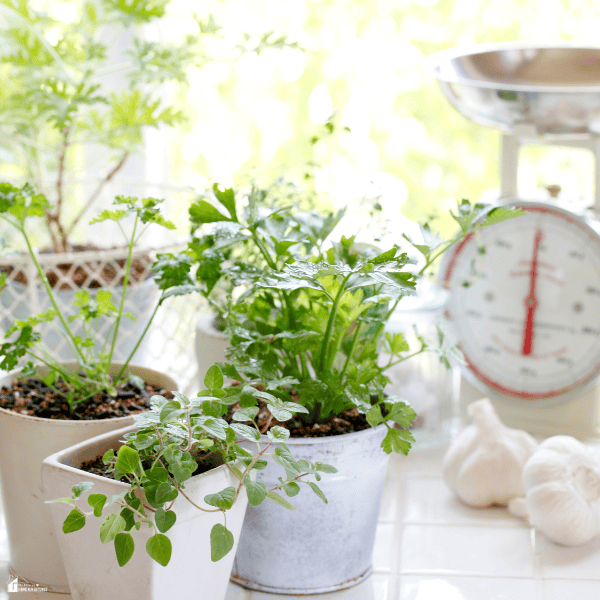 Small indoor herb garden with fresh parsley, oregano, and leafy green plants growing beside a bright kitchen window.