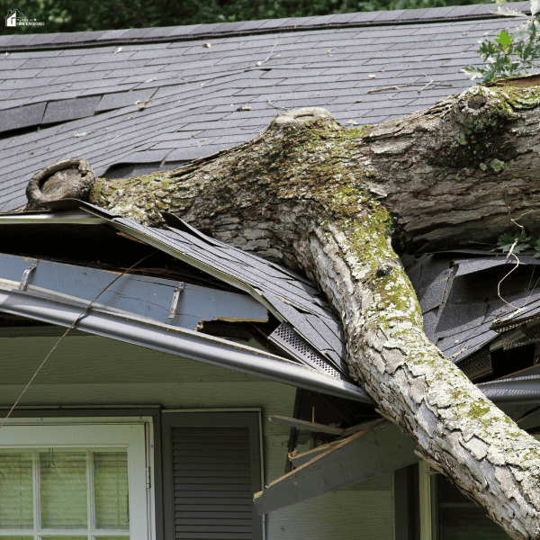 Large fallen tree damaging a residential roof, showing the importance of roof care and storm damage prevention for homeowners.
