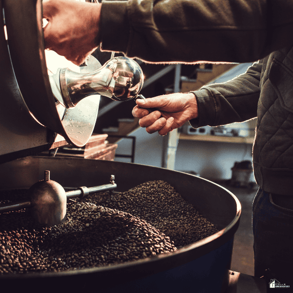 Coffee roaster inspecting freshly roasted beans during the production process for specialty coffee supplied to businesses and retailers.