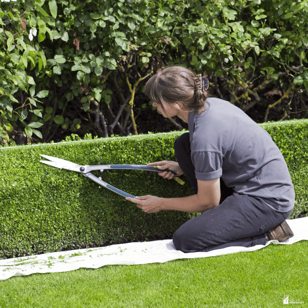 Homeowner trimming a hedge with manual garden tools during a weekend landscaping project.