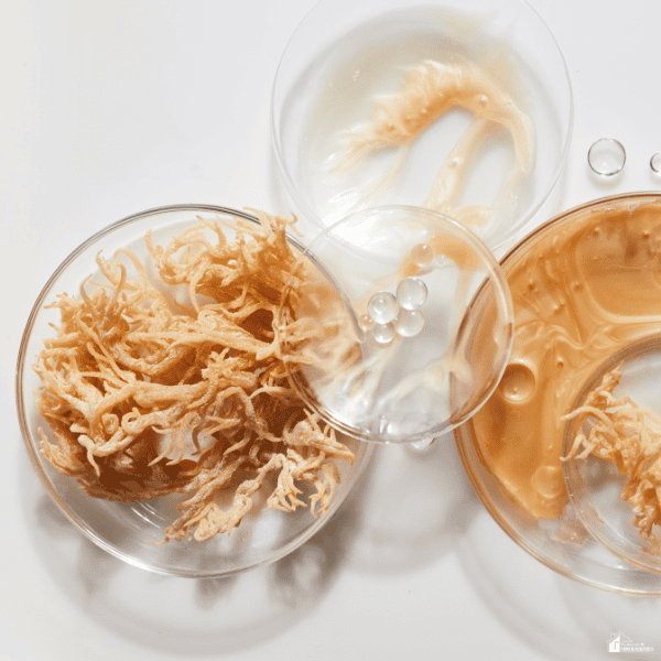 Natural sea moss displayed alongside skincare ingredients, highlighting its use in wellness products and nutrient-rich formulations.