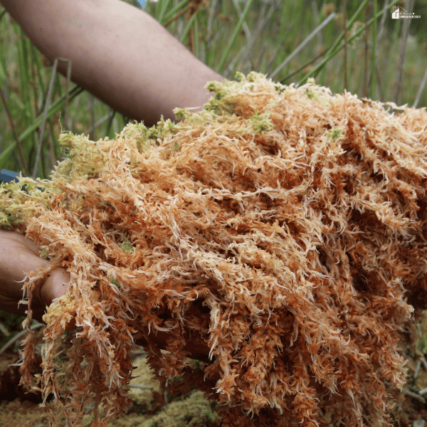 Freshly harvested sea moss held outdoors, showcasing a natural ingredient long used in traditional health and nutrition practices.