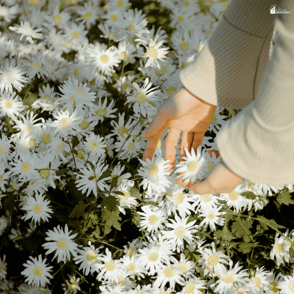 Hands tending white flowers in a garden bed while planning how to landscape a bare new build with affordable plants.