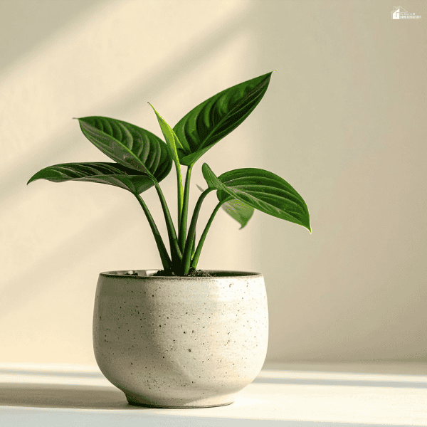Healthy green houseplant growing in a ceramic planter that supports indoor plant growth and root development.