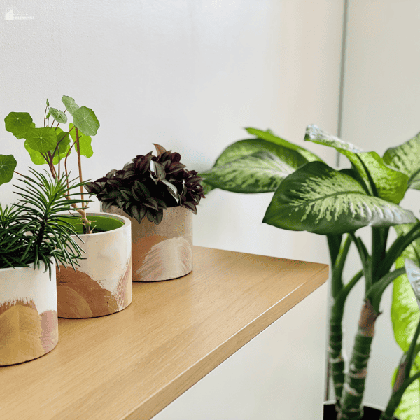 Decorative planters arranged on a wooden shelf with thriving indoor plants in a bright living space.