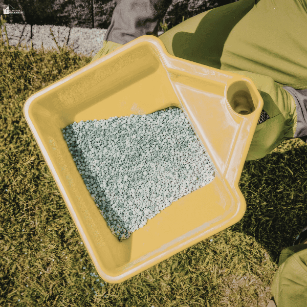 Lawn fertilizer granules in a spreader container, representing proper fertilization techniques and common lawn care mistakes that can damage grass.
