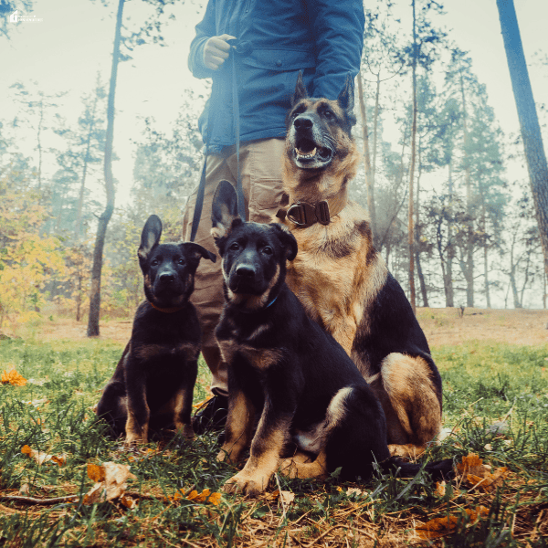 Dog trainer standing outdoors with two German Shepherd puppies and an adult German Shepherd during a structured training session.