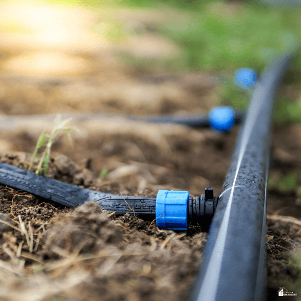 Drip irrigation tubing in a garden bed offers a practical backyard feature for efficient watering and easier landscape maintenance.