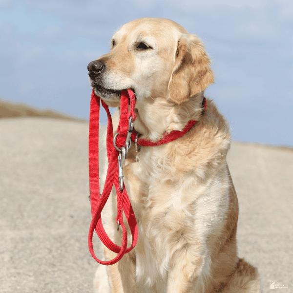 A golden retriever holds a red leash, illustrating the importance of a secure lead when choosing a Biothane leash.
