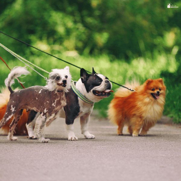 Three small dogs stand on a path with their leads, highlighting leash control for dogs of different sizes.