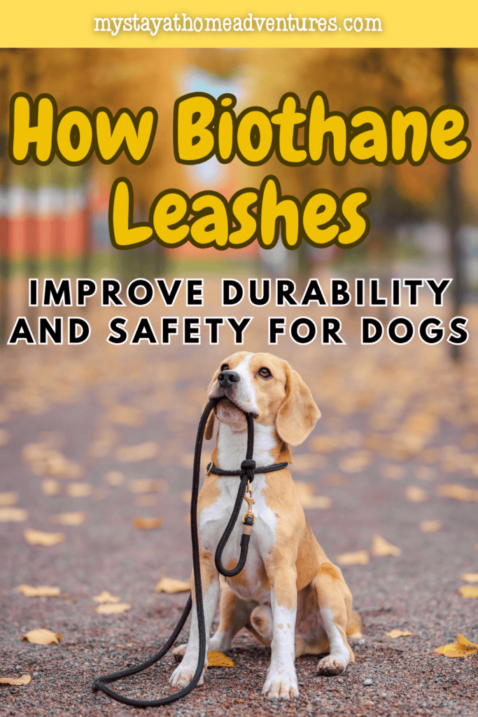 A beagle holds a black leash while sitting outdoors, illustrating the everyday handling to consider when choosing a Biothane leash.