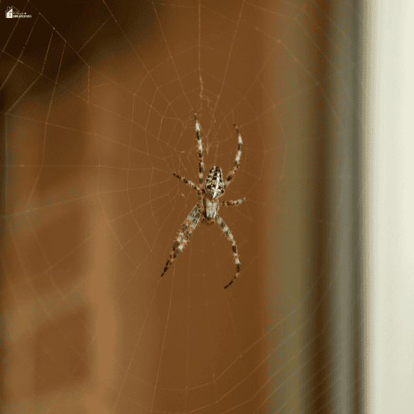 A large spider rests in a web near a window, showing a common indoor area where spiders may settle.