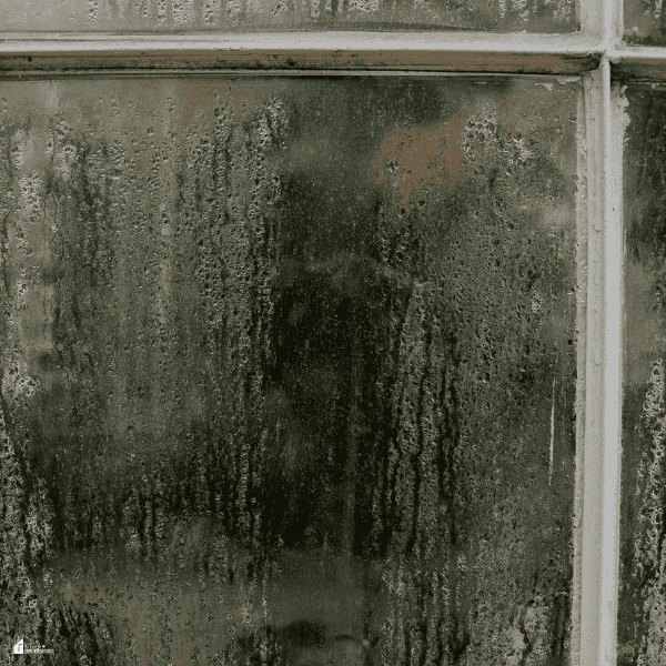 Moisture and condensation cover an older window, creating damp conditions that can attract insects and spiders.
