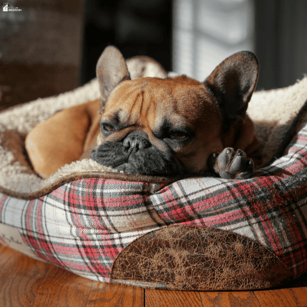 A brown French bulldog rests with one paw beside its face in a fleece-lined red and grey plaid dog bed.