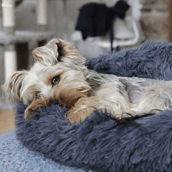 A Yorkshire terrier rests its head on the raised edge of a dark grey shaggy dog bed.