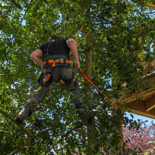 An arborist wearing a safety harness climbs a leafy backyard tree beside a wooden structure.